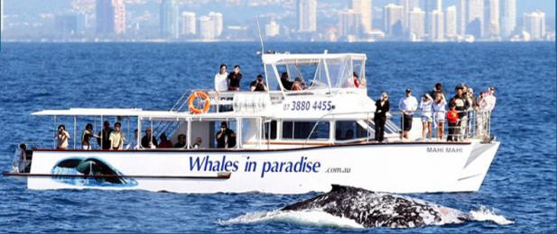 Whales in Paradise Gold Coast whale watching