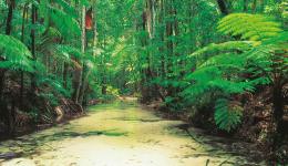 Fraser Island Wangoolba Creek Wangoolba Creek, Fraser Island Explorer Day Tour