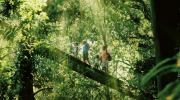 Gold Coast Hinterland Rainforest Tours and Glow Worm Tour