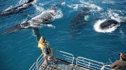 Whale watching on board Tasman Venture.