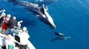 Whalesong Cruises with Whales and Dolphins