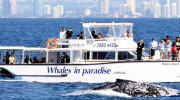 Whales in Paradise Gold Coast whale watching