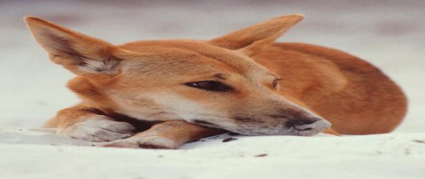 Fraser Island Dingo, one of the many Fraser Island inhabitants