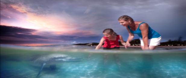 Tangalooma Dolphin Feeding on Moreton Island