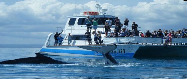 Whale Watching with Freedom III, Hervey Bay