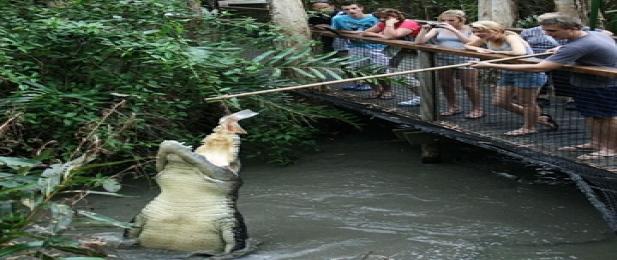 Pole Feed a Croc at Hartleys Crocodile Adventure Farm