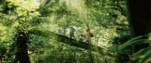 Gold Coast Hinterland Rainforest Tours and Glow Worm Tour