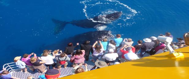 Spirit of Hervey Bay whale watch, close encounters