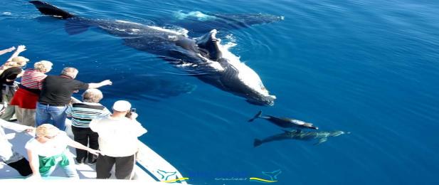 Whalesong Cruises with Whales and Dolphins