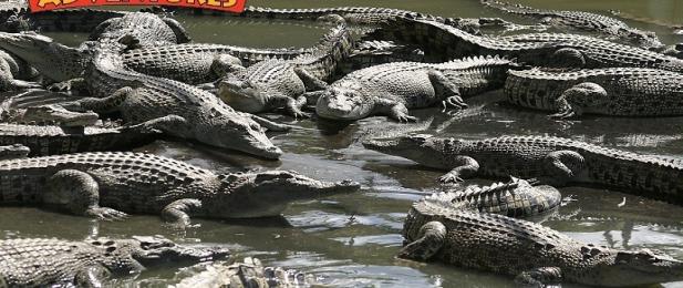 Hartleys Crocodile Farm, Cairns, Tropical North Queensland