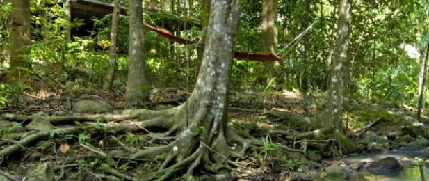 Narrows Escape Rainforest Retreat