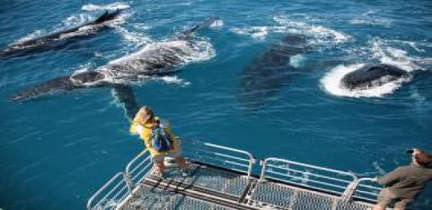 Humpback Whales at the back of the Tasman Venture Boats lowering deck