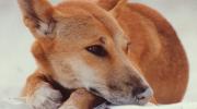 Fraser Island Dingo, one of the many Fraser Island inhabitants