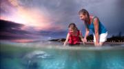 Tangalooma Dolphin Feeding on Moreton Island