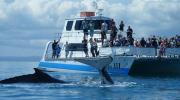 Whale Watching with Freedom III, Hervey Bay