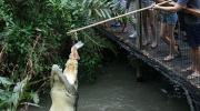 Pole Feed a Croc at Hartleys Crocodile Adventure Farm