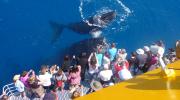 Spirit of Hervey Bay whale watch, close encounters