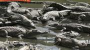 Hartleys Crocodile Farm, Cairns, Tropical North Queensland