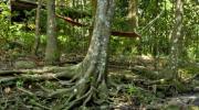 Narrows Escape Rainforest Retreat